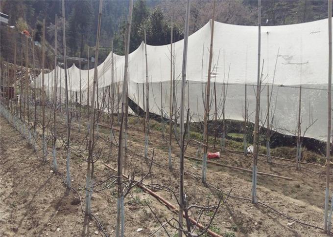 Weerbestendige Beschermings Groene Antihagel Netto voor het Verminderen van Hitteverlies in Serres