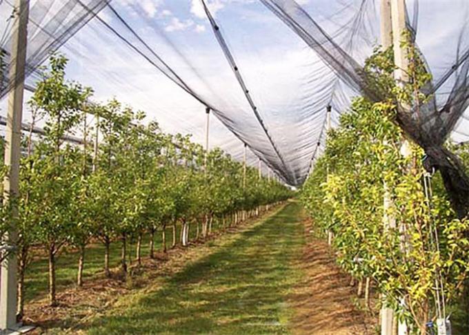 HDPE Monogloeidraad Antihagel Netto voor het Beschermen van Fruitbomen/Bessenstruiken