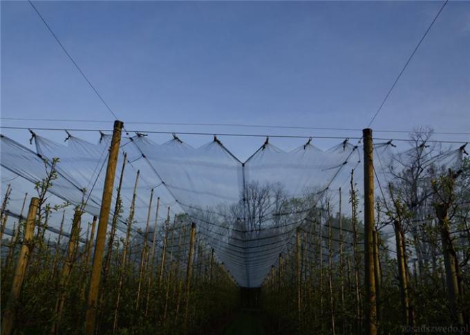 Wijngaard die Hagel Opleverende Structuren, Antihagelnetwerk voor Druivenbescherming gebruiken
